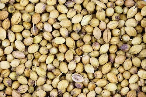 خرید و قیمت تخم گشنیز خشک + فروش عمده